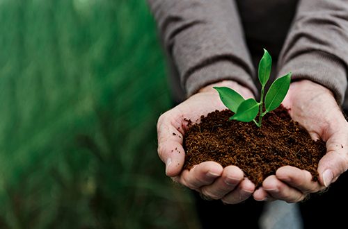 Hand holding young plant for environment day